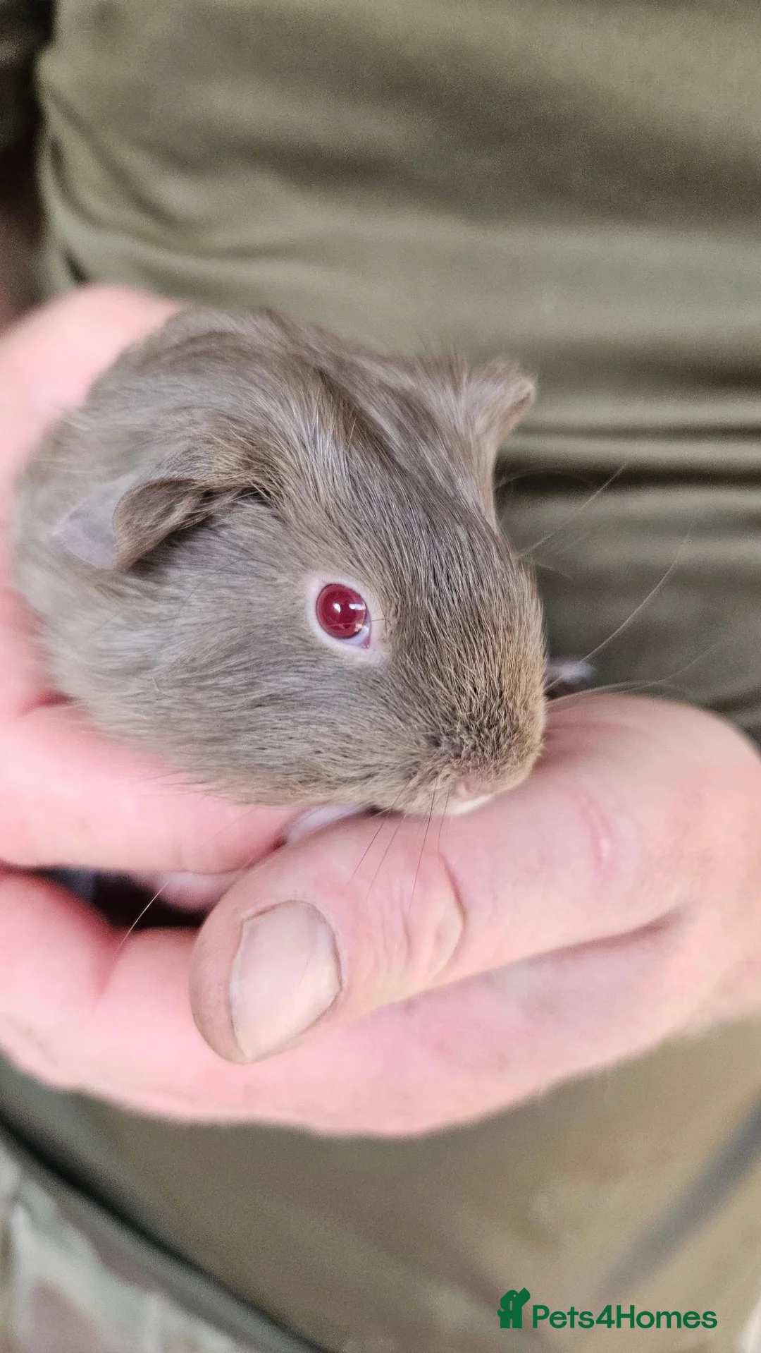 Guinea Pig rodents for sale: baby boy guinea pigs READY NOW - Advert 9