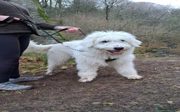 Mixed Breed dogs for adoption: Meet JOJO - a superb big girl, for a Loving Home - Image 32