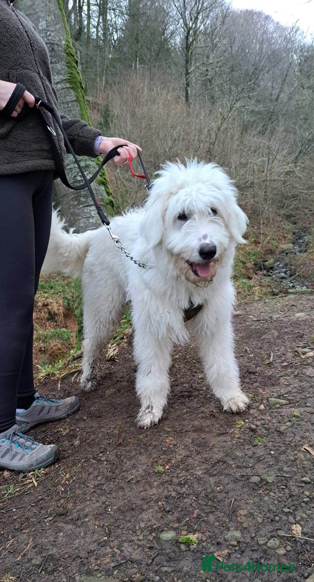 Mixed Breed dogs for adoption: Meet JOJO - a superb big girl, for a Loving Home - Image 32
