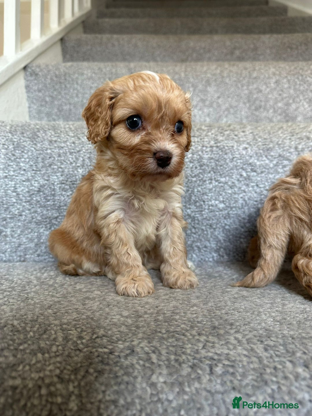 Cavapoo dogs for sale: Wonderful beautiful f1 champagne cavapoo babies  - Image 11