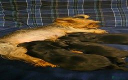 Yorkshire Terrier dogs for sale: 1 Male , Miniature Yorkshire  in Manchester - Image 22
