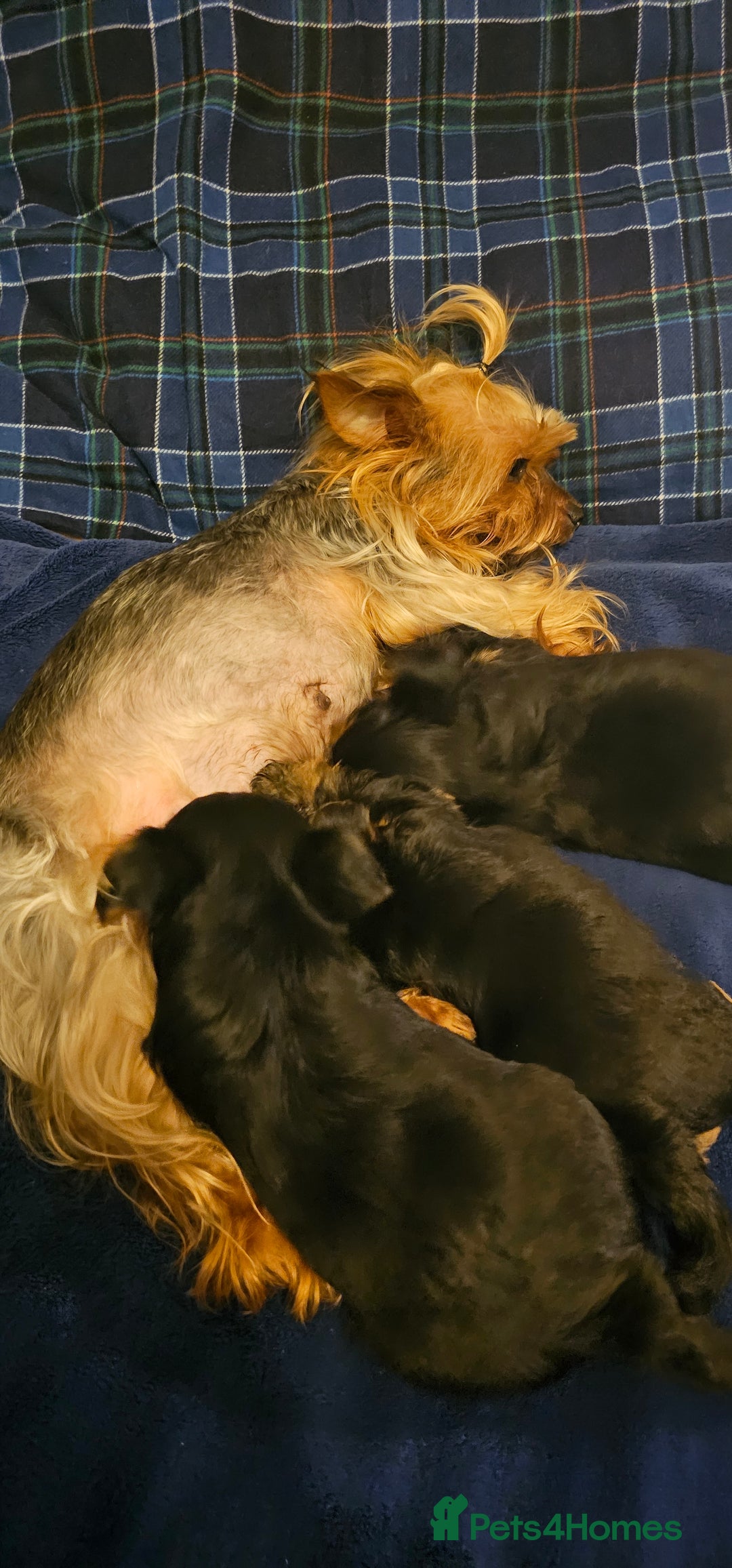 Yorkshire Terrier dogs for sale: 1 Male , Miniature Yorkshire  in Manchester - Image 22