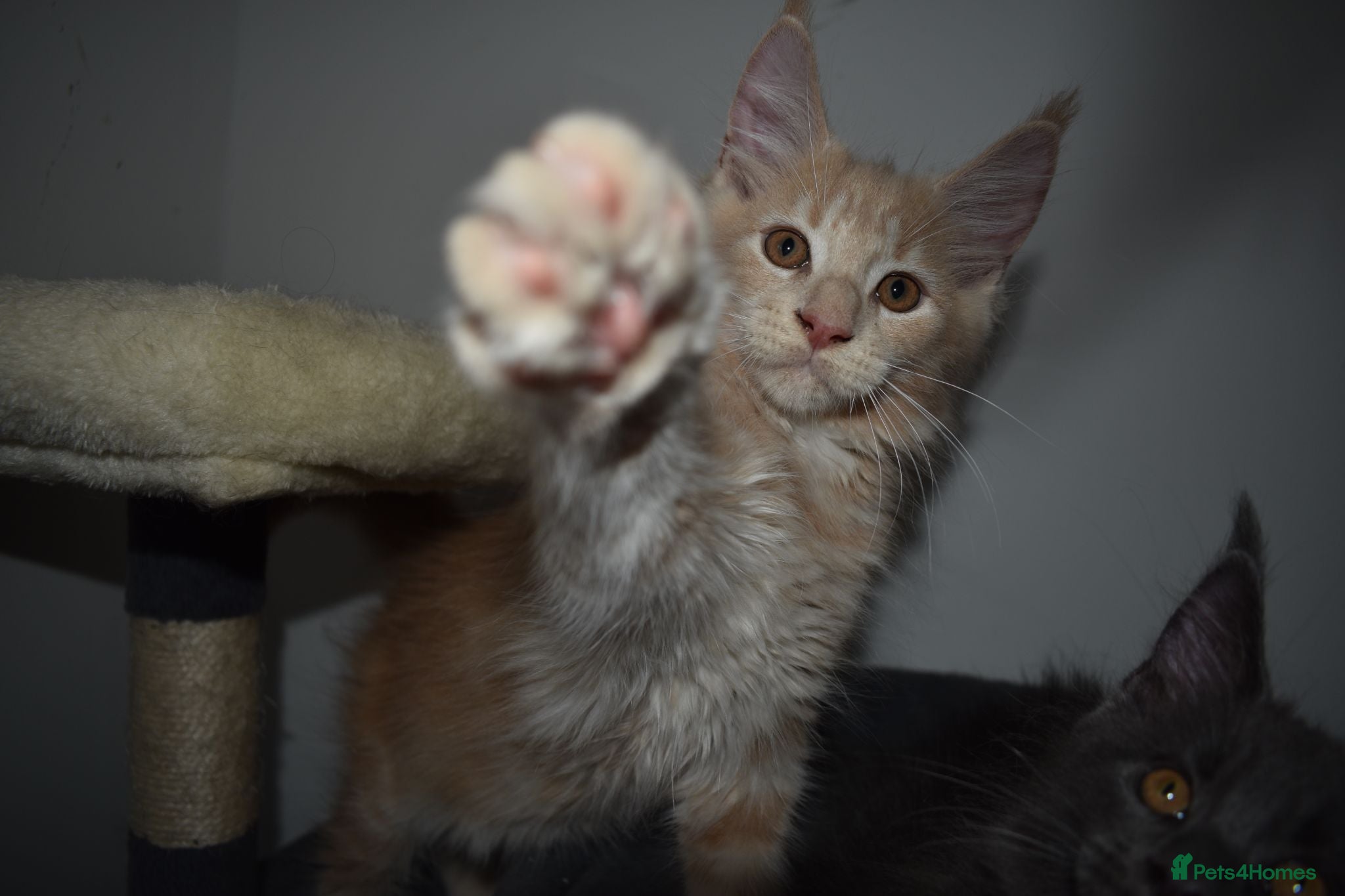 Maine Coon cats 👻😻 TICA REGISTERED last 2 kittens left👻😻 - Advert 1