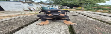 Mr Orange