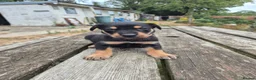 Mixed Breed dogs for sale: 8 Huntaway x puppies for sale - Advert 4