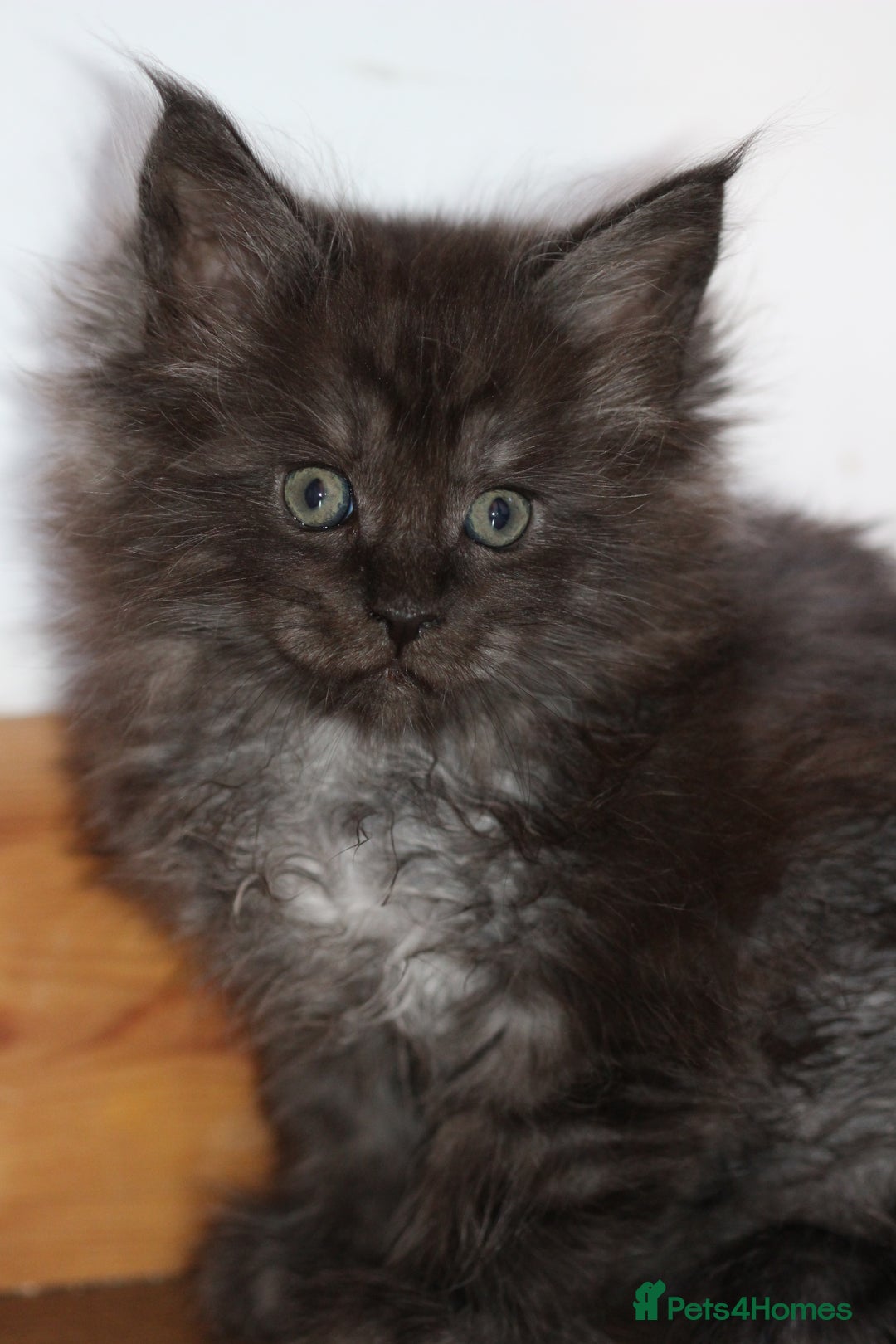 Maine Coon cats for sale: Handsome Maine Coon boys GCCF - Advert 3