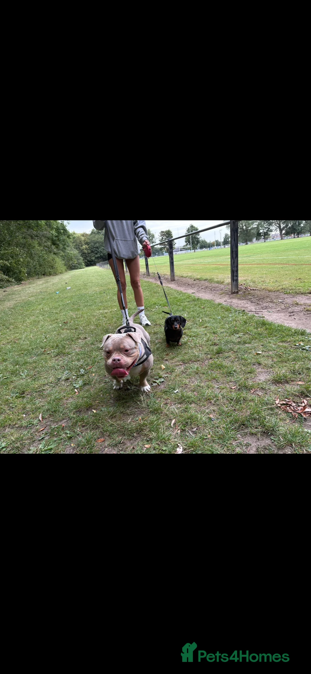 American Bully dogs for sale: 4 year old female pocket bully - Advert 18