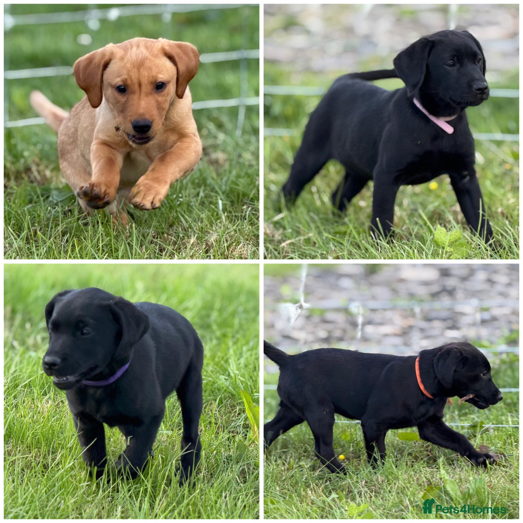 Labrador Retriever dogs KC reg health tested FT working Labrador puppies - Advert 12