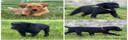 Labrador Retriever dogs for sale: KC reg health tested FT working Labrador puppies - Advert 1