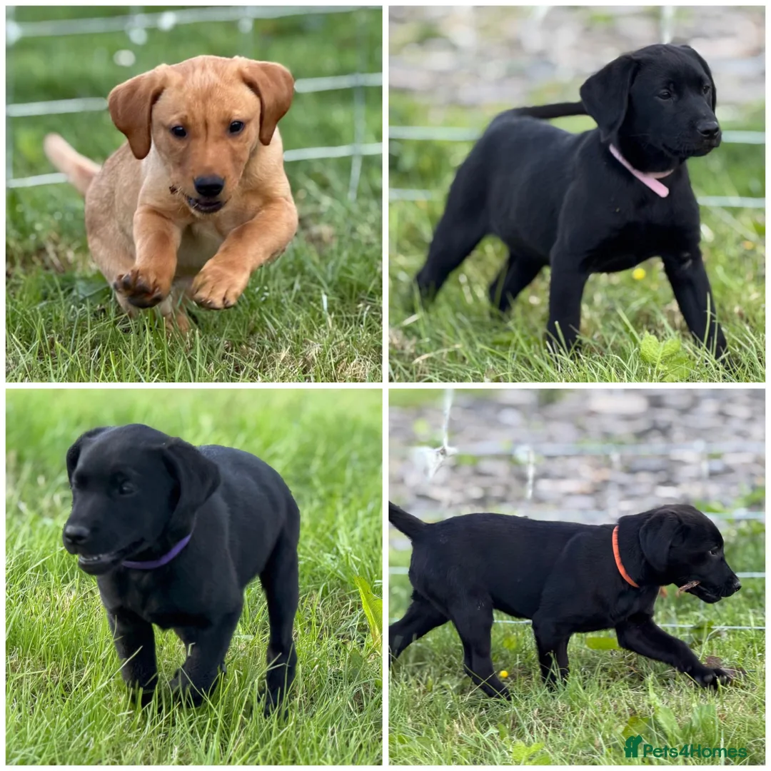 Labrador Retriever dogs for sale: KC reg health tested FT working Labrador puppies - Advert 1