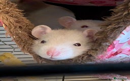 Rat rodents for sale: Fancy rat pups male and female available - Image 4