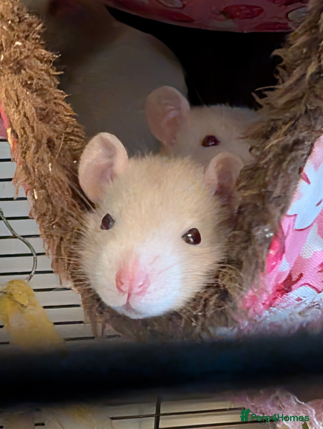 Rat rodents for sale: Fancy rat pups male and female available - Image 4