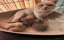 British Shorthair cats for sale: Gorgeous Blue and Lilac British shorthairs - Advert 16