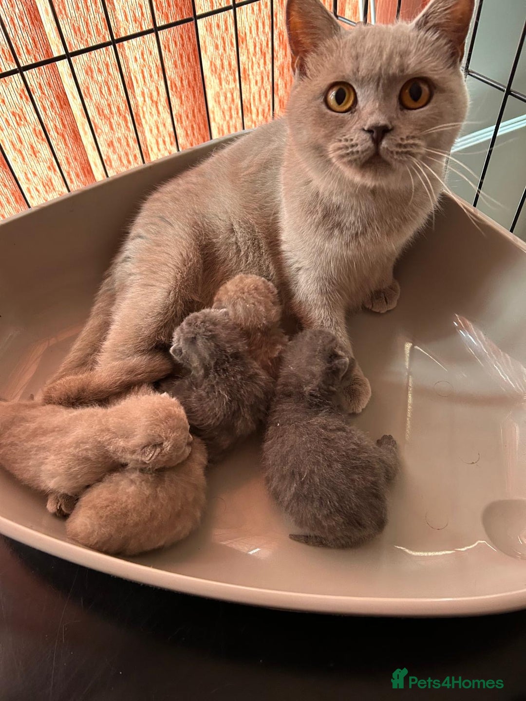 British Shorthair cats for sale: Gorgeous Blue and Lilac British shorthairs - Advert 16