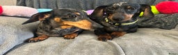 Miniature Dachshund dogs for sale: Beautiful Dachshund sisters - bonded pair  - Advert 2