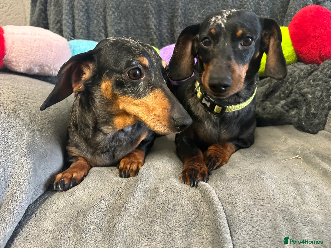 Miniature Dachshund dogs for sale: Beautiful Dachshund sisters - bonded pair  - Advert 2