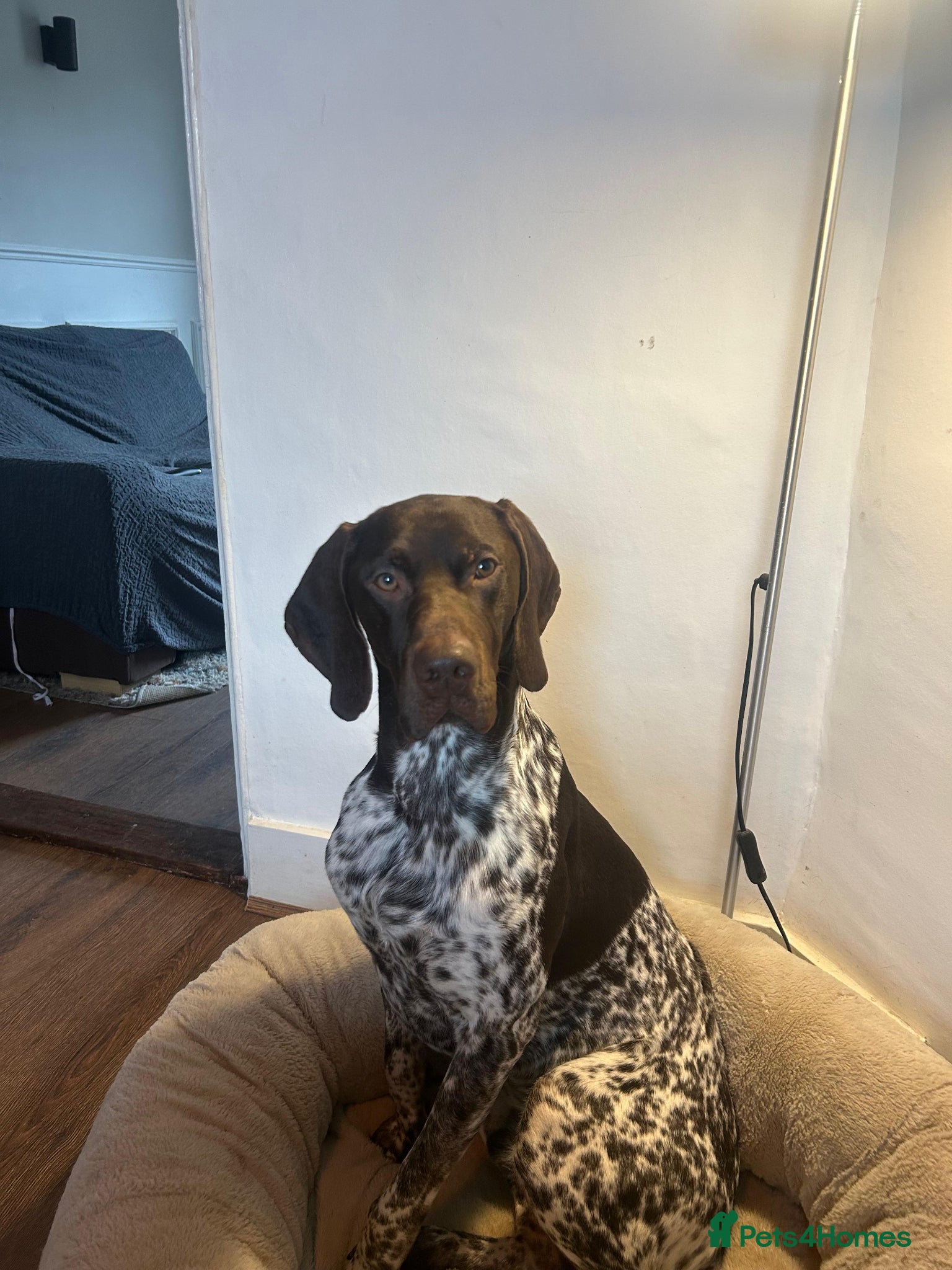 German Shorthaired Pointer dogs KC Registered German Shorthaired Pointer 18 Months - Advert 2