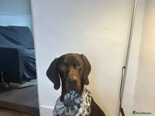 German Shorthaired Pointer dogs KC Registered German Shorthaired Pointer 18 Months - Advert 2