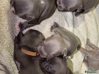 French Bulldog dogs Gorgeous Lilac, Pink Isabella, & Blue Frenchies - Advert 15