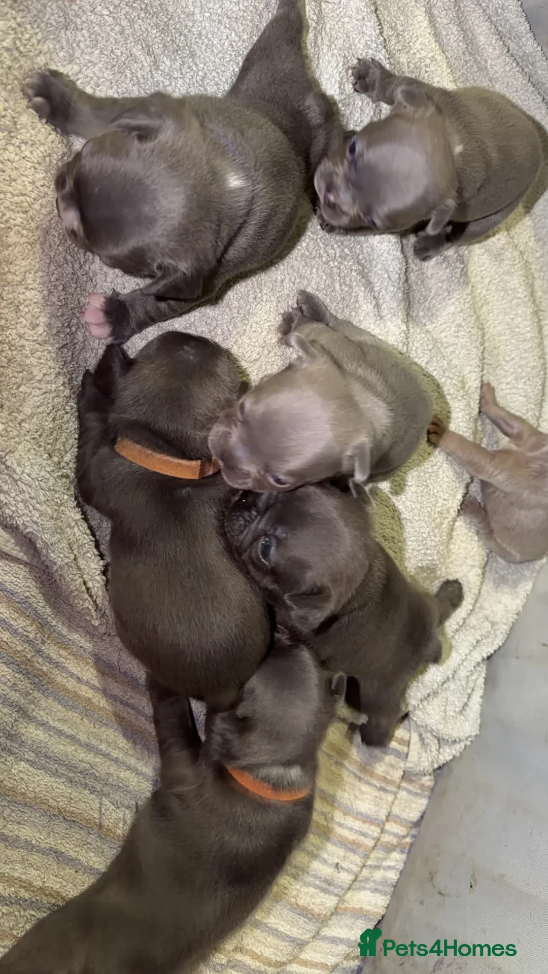 French Bulldog dogs for sale: Gorgeous Lilac, Pink Isabella, & Blue Frenchies - Advert 5