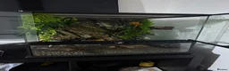 Gecko reptiles for sale: *Young Crested Gecko and Setup*  in St. Neots - Advert 8