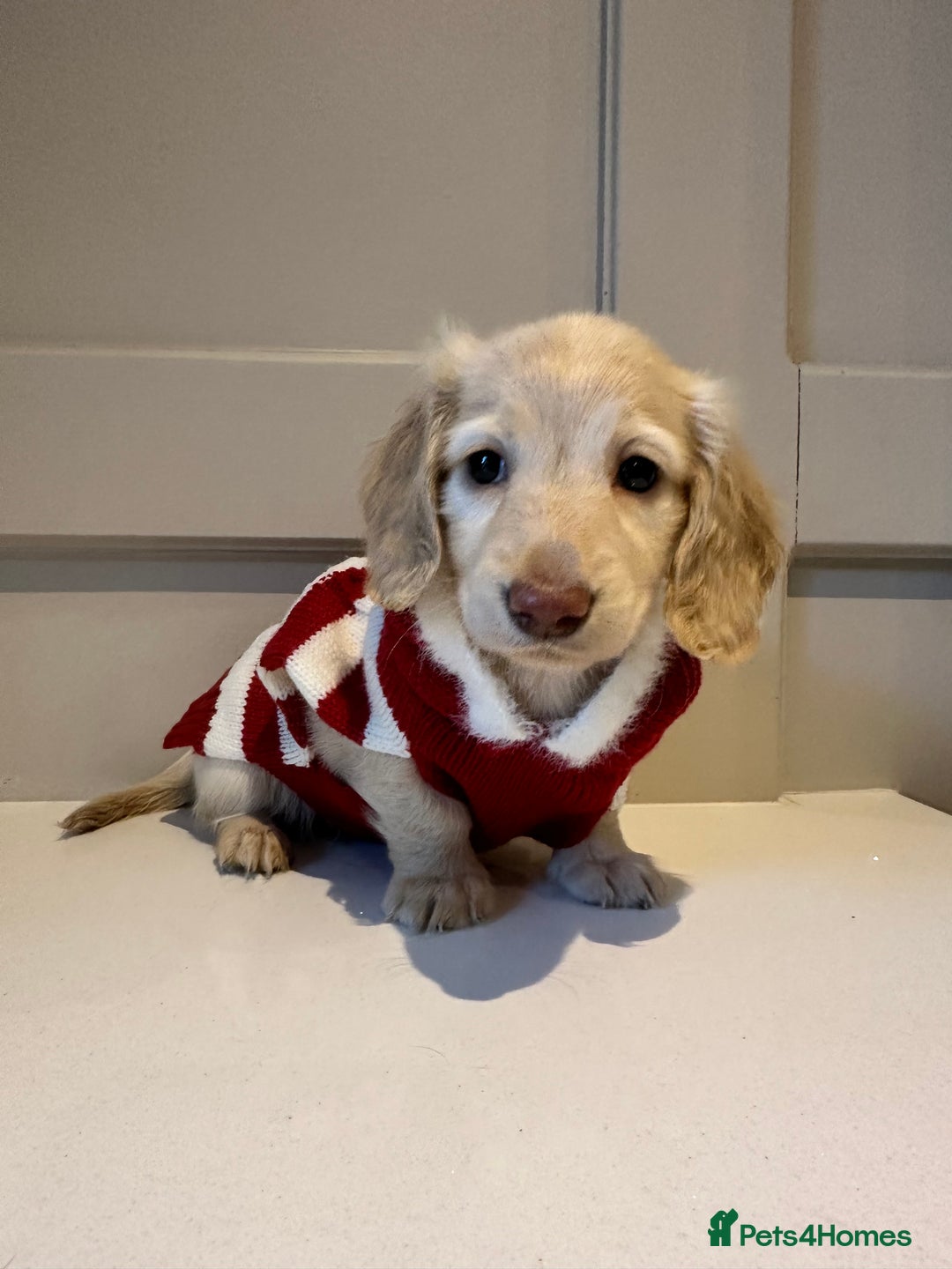 Miniature Dachshund dogs for sale: Clear Cream Miniature Dachsunds - Advert 21