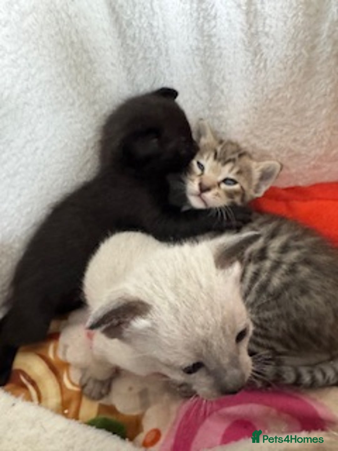 Oriental cats for sale: One Oriental Boy Left Looking for his forever home - Image 3