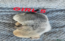 Pomchi dogs for sale: Beautiful merle pomchi puppies  - Image 19