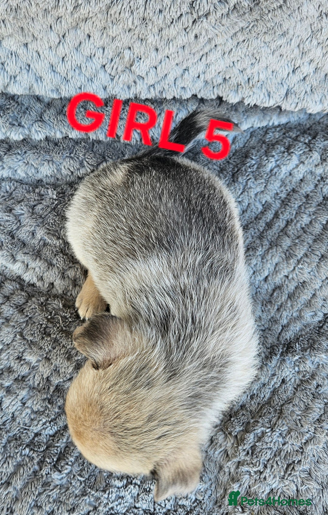 Pomchi dogs for sale: Beautiful merle pomchi puppies  - Image 19