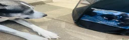 Mixed Breed cats for sale: Black and white kittens for sale  - Advert 18