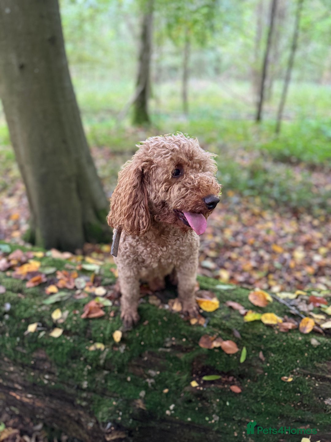 Cavapoo dogs for sale: F1 RED CAVAPOOS LICENSED KC HEALTH TESTED PARENTS  - Image 19