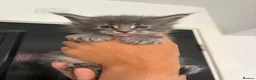Maine Coon cats for sale: GCCF Registered Maine Coon Kittens  in Middlewich - Advert 5