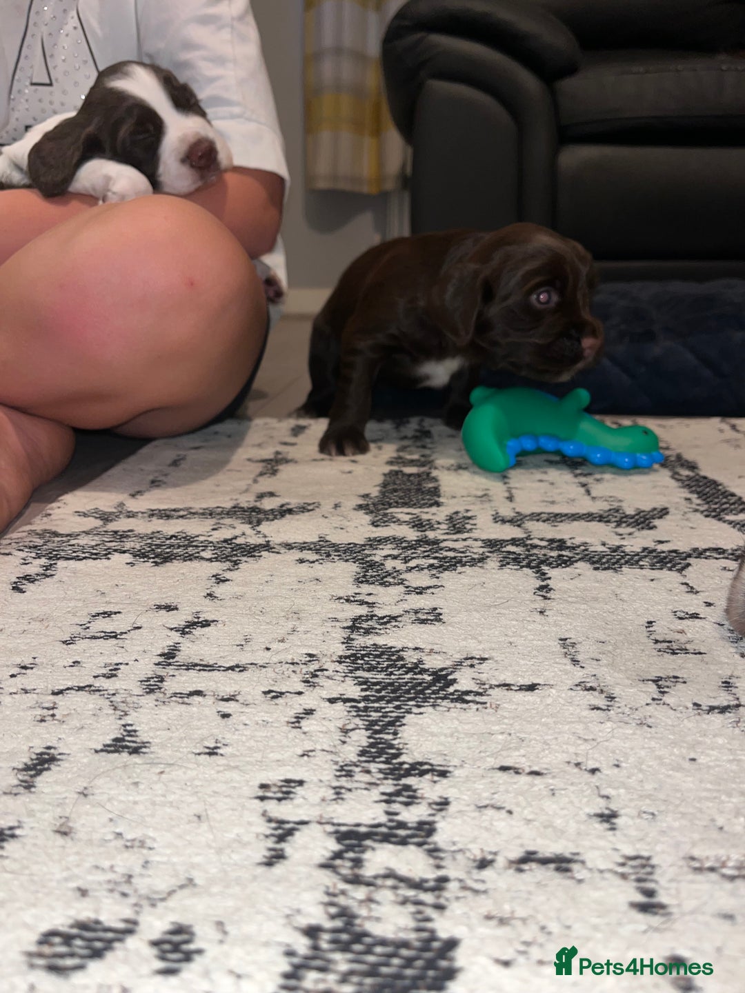 Sprocker dogs for sale: Beautiful sprocker puppies  - Image 7