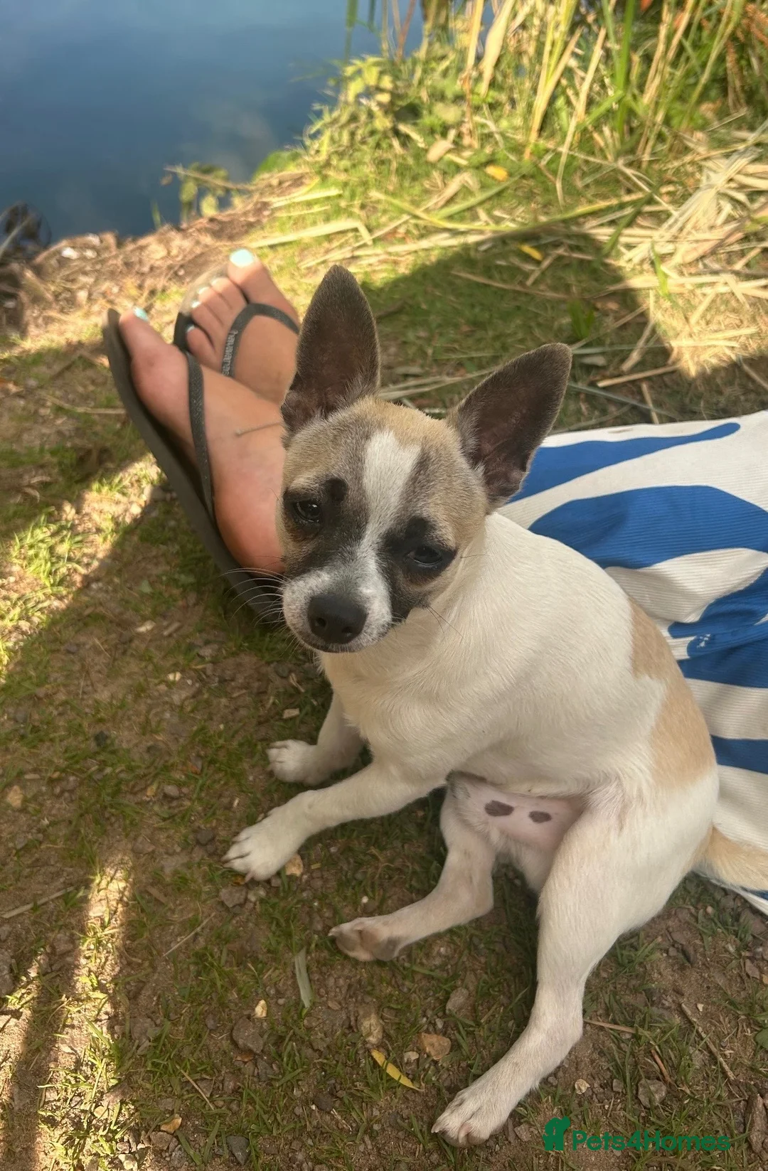 Jack Chi dogs for sale: Hugo is looking for a new forever home 💙 in Welwyn Garden City - Advert 2