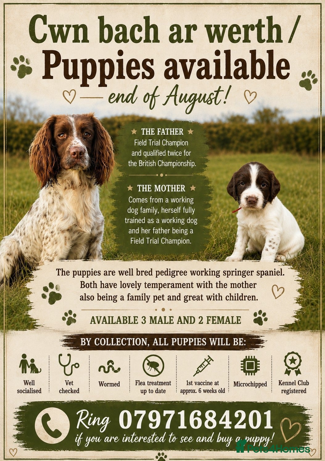 English Springer Spaniel dogs Springer spaniel puppies  - Advert 2