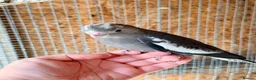 Cockatiels birds for sale: Lovely baby cockatiel  - Advert 6