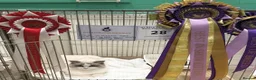 Ragdoll cats for sale: Amazing Ragdoall kittens - Advert 5