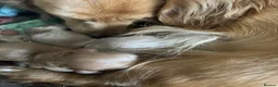 Miniature Dachshund dogs for sale: Miniature Long-Haired cream Dachshund Puppies  - Advert 7
