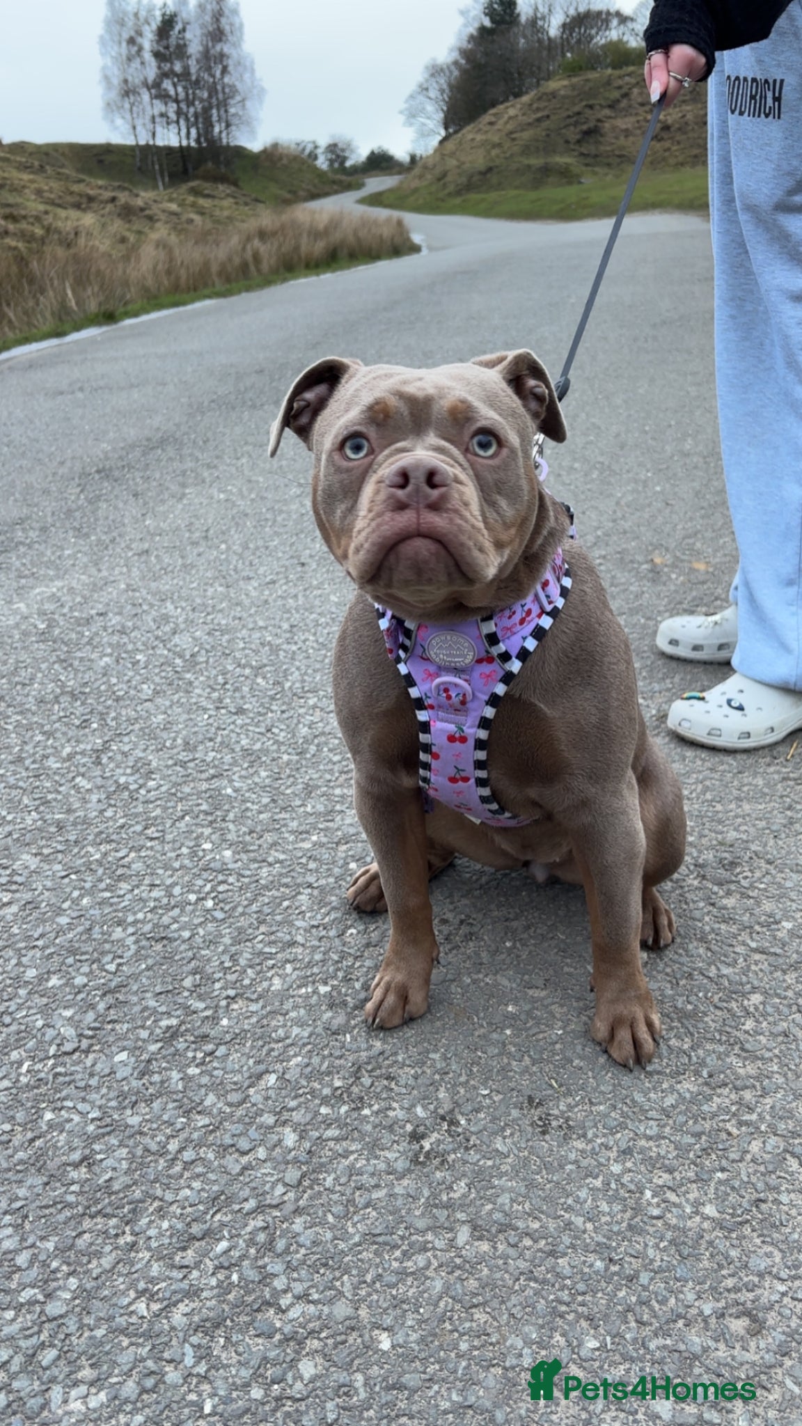 Olde English Bulldogge dogs Olde English bulldogge  - Advert 18