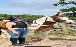 Irish Cob horses for sale: 5 yo skewbald cob 13.3 hh  - Image 6