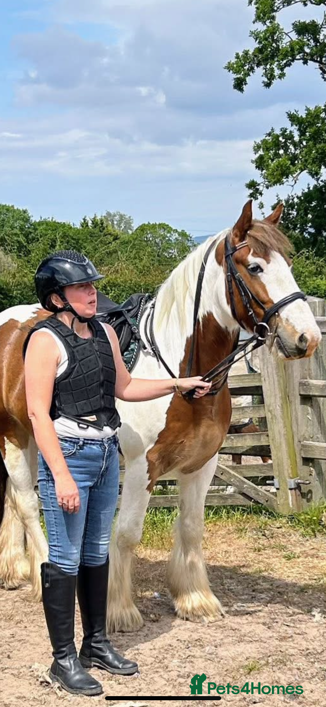 Irish Cob horses for sale: 5 yo skewbald cob 13.3 hh  - Image 6