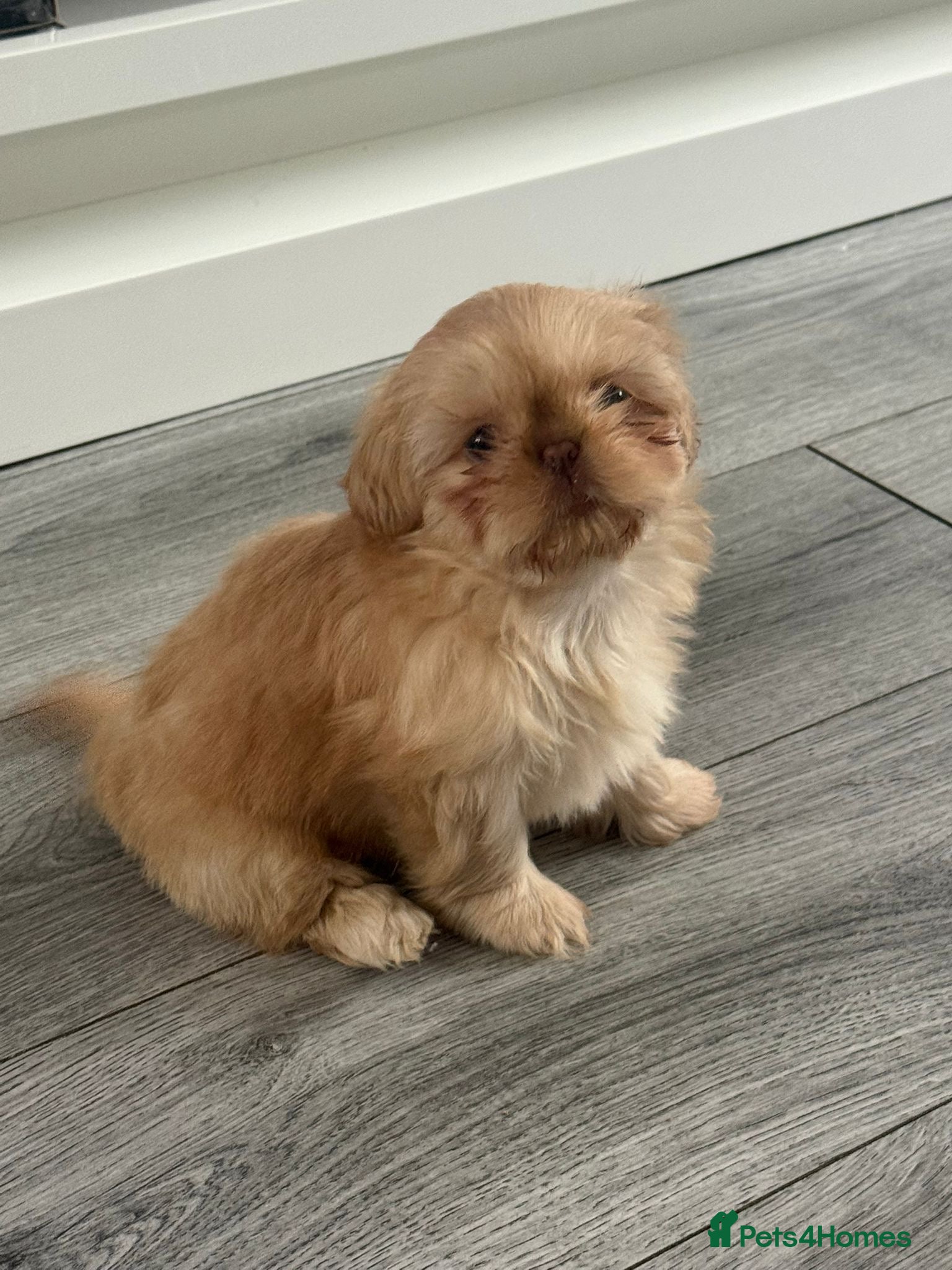 Shih Tzu dogs Imperial shih Tzu ready for new homes  - Advert 5