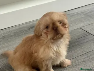 Shih Tzu dogs Imperial shih Tzu ready for new homes - Advert 5