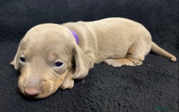 Miniature Dachshund dogs for sale: 🌟QUALITY KC REG & PRA CLR MINIATURE DACHSHUNDS🌟 - Image 10