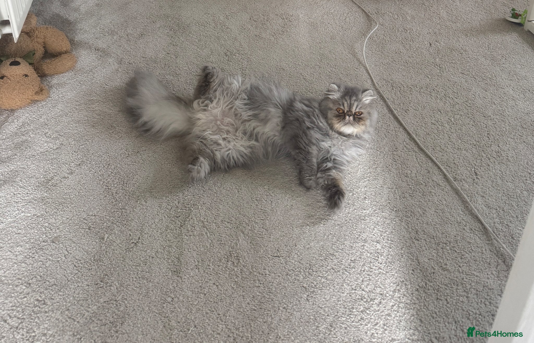 Persian cats Female Persian silver cat - Advert 1