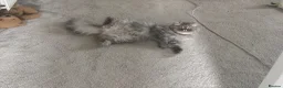 Persian cats for sale: Female Persian silver cat - Advert 1