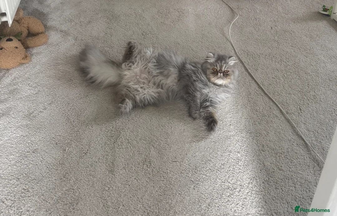 Persian cats for sale: Female Persian silver cat - Advert 1