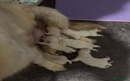 Golden Retriever dogs for sale: Golden retriever puppies - Advert 4