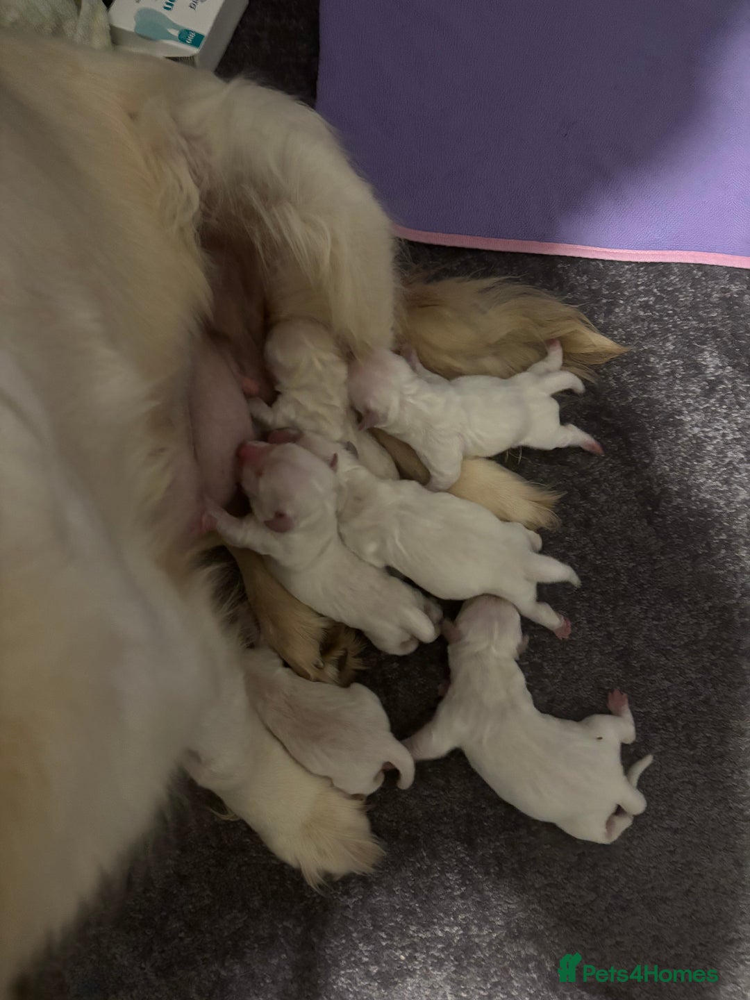 Golden Retriever dogs for sale: Golden retriever puppies - Advert 4