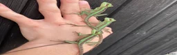 Iguana reptiles for sale: Eastern Casquehead & Hernandez’s Helmeted Iguanas - Advert 4